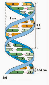 Hình minh họa ADN