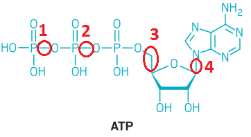 Hình minh họa ATP- đồng tiền năng lượng