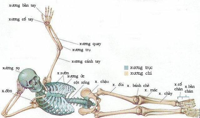 Hình minh họa Bộ xương