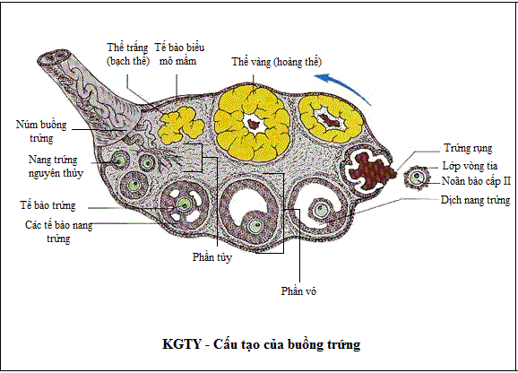 Hình minh họa Buồng trứng và hoocmon sinh dục nữ