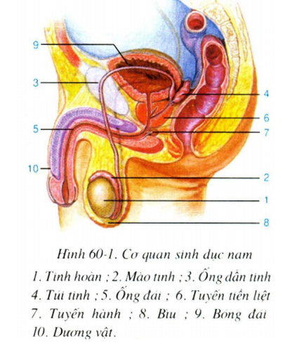 Hình minh họa Các bộ phận của cơ quan sinh dục nam