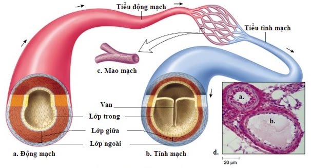 Hình minh họa Cấu tạo mạch máu