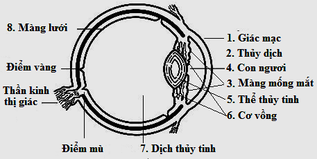 Hình minh họa Cấu tạo quang học của mắt