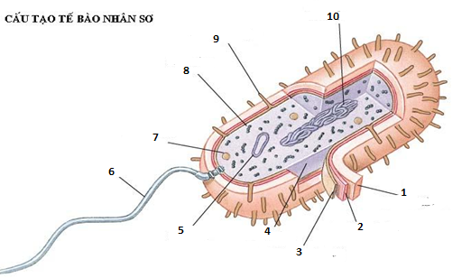 Hình minh họa Cấu tạo tế bào nhân sơ
