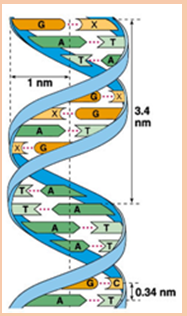 Hình minh họa Cấu trúc và chức năng của ADN