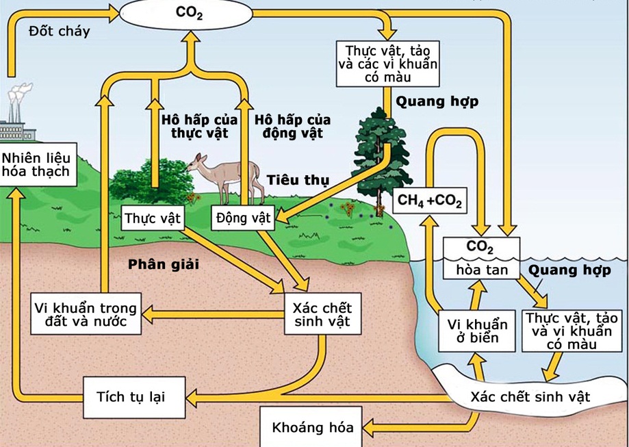 Hình minh họa Chu trình carbon