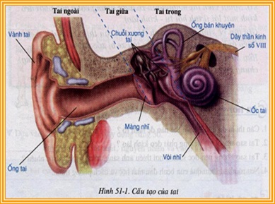Hình minh họa Cơ quan phân tích thính giác