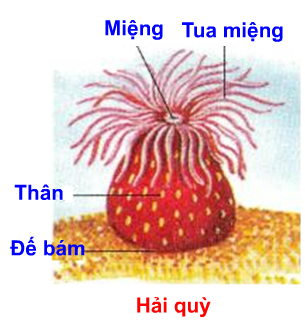 Hình minh họa Đa dạng của ngành ruột khoang