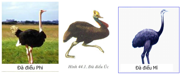 Hình minh họa Đa dạng và đặc điểm chung của lớp chim