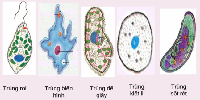 Hình minh họa Đặc điểm chung và vai trò thực tiễn của Động vật nguyên sinh