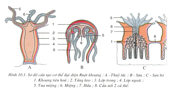 Hình minh họa Đặc điểm chung và vai trò thực tiễn của ngành ruột khoang