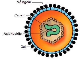 Hình minh họa Đặc điểm, phân loại và cấu tạo virut