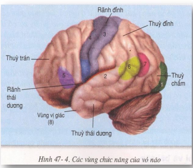 Hình minh họa Đại não