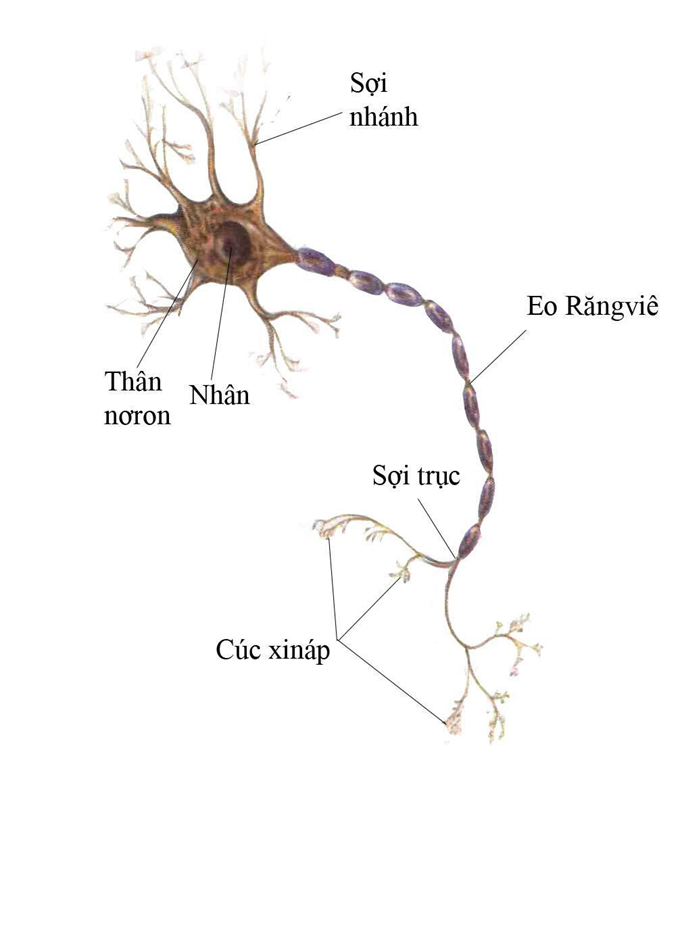 Hình minh họa Giới thiệu chung về hệ thần kinh