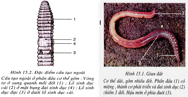 Hình minh họa Giun đất và thực hành mổ giun đất