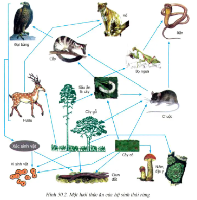 Hình minh họa Hệ sinh thái