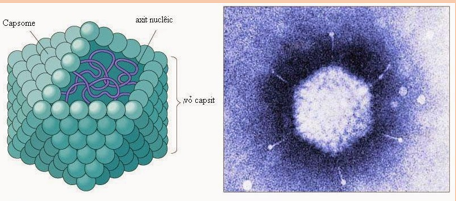 Hình minh họa Hình thái của virut