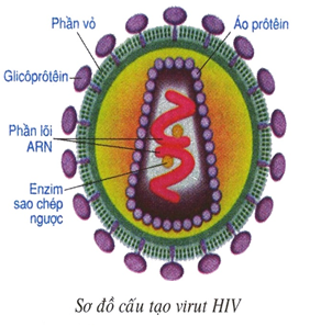 Hình minh họa Khái quát AIDS/HIV