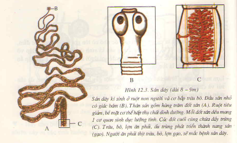 Hình minh họa Một số ngành giun dẹp khác và đặc điểm chung của ngành giun dẹp