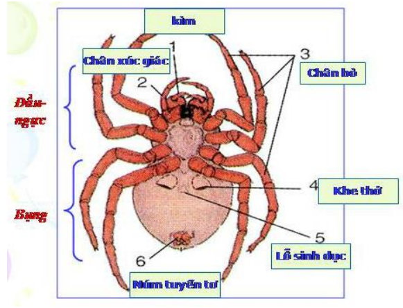 Hình minh họa Nhện và đa dạng của lớp hình nhện