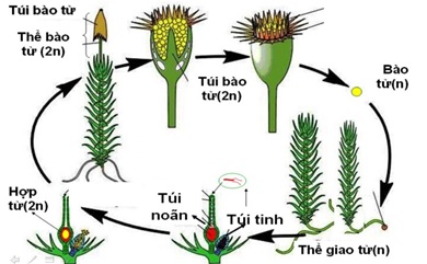 Hình minh họa Phương pháp nhân giống- vai trò của sinh sản vô tính đối với thực vật và con người
