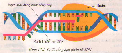 Hình minh họa Quan hệ giữa gen và ARN