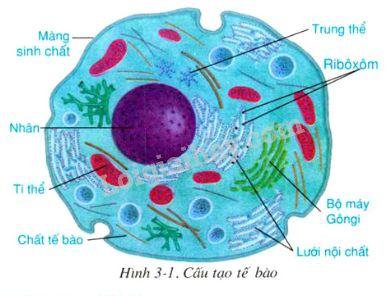 Hình minh họa Tế bào