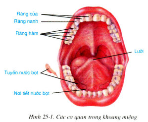 Hình minh họa Tiêu hóa ở khoang miệng