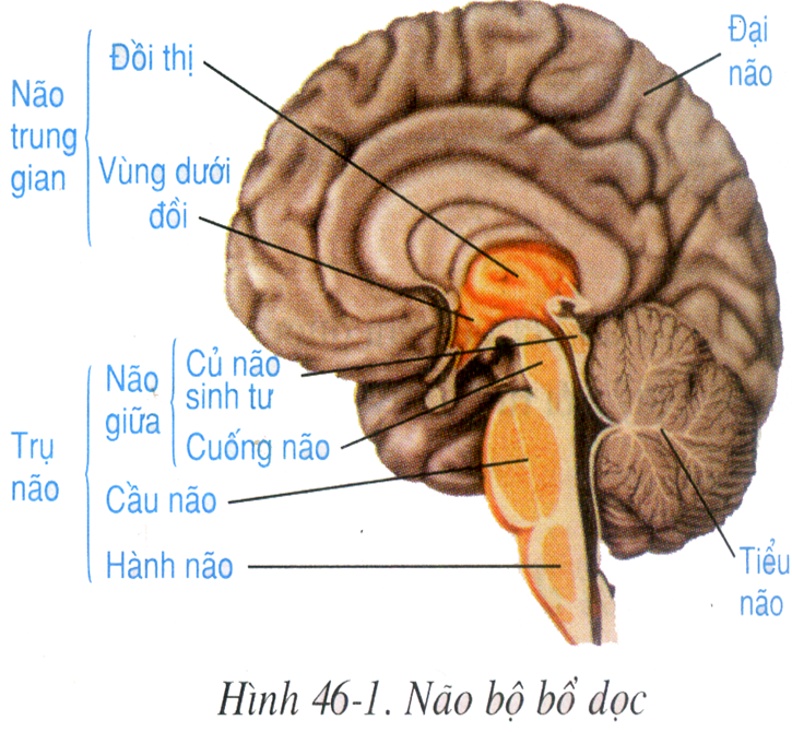 Hình minh họa Trụ não, tiểu não, não trung gian